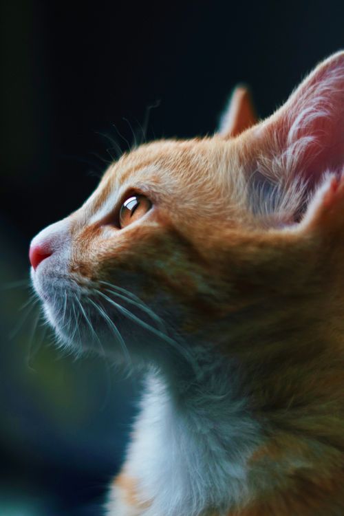 Free A close-up portrait of a ginger cat gazing upwards with soft lighting. Stock Photo