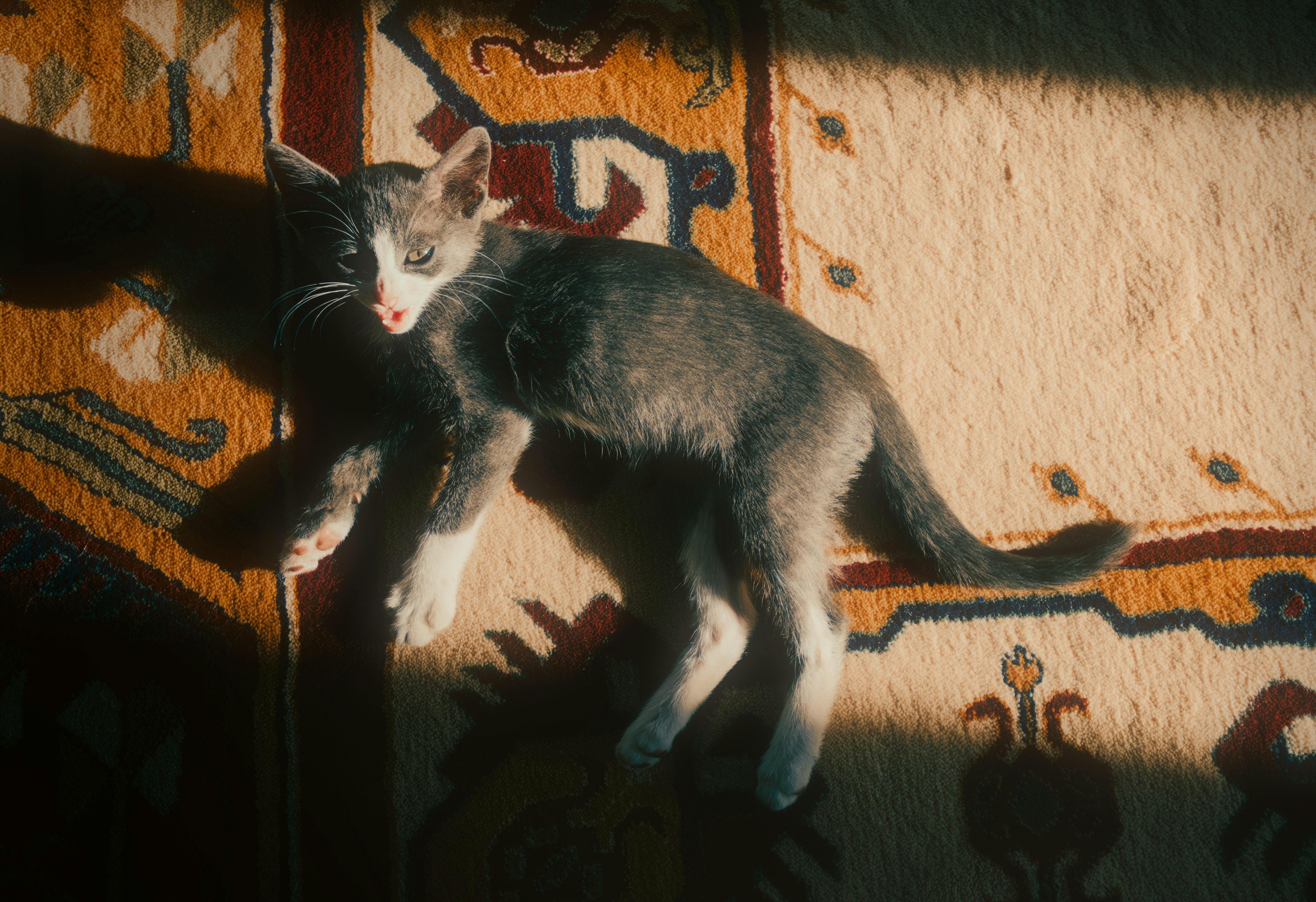 A cat laying on a rug