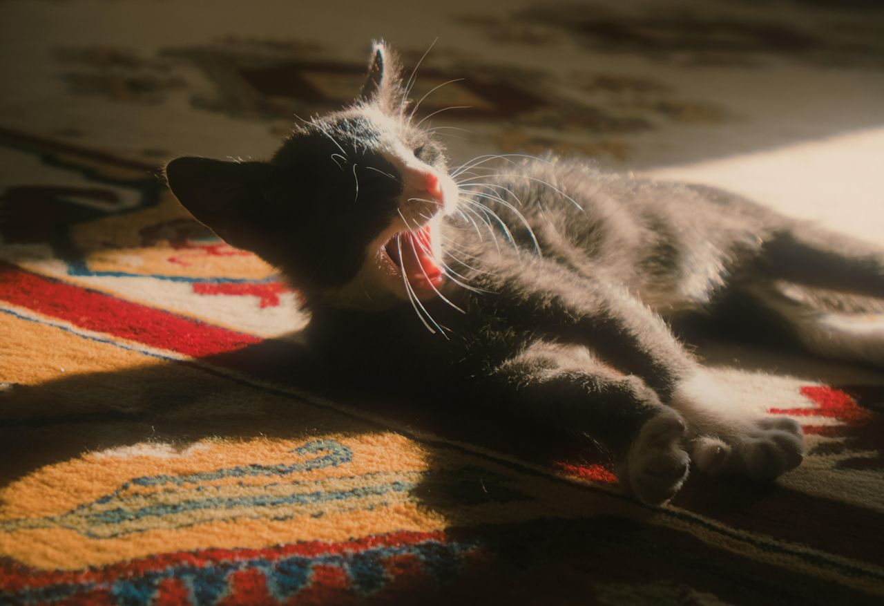 a playful kitten relaxing on a colorful rug basking in warm sunlight