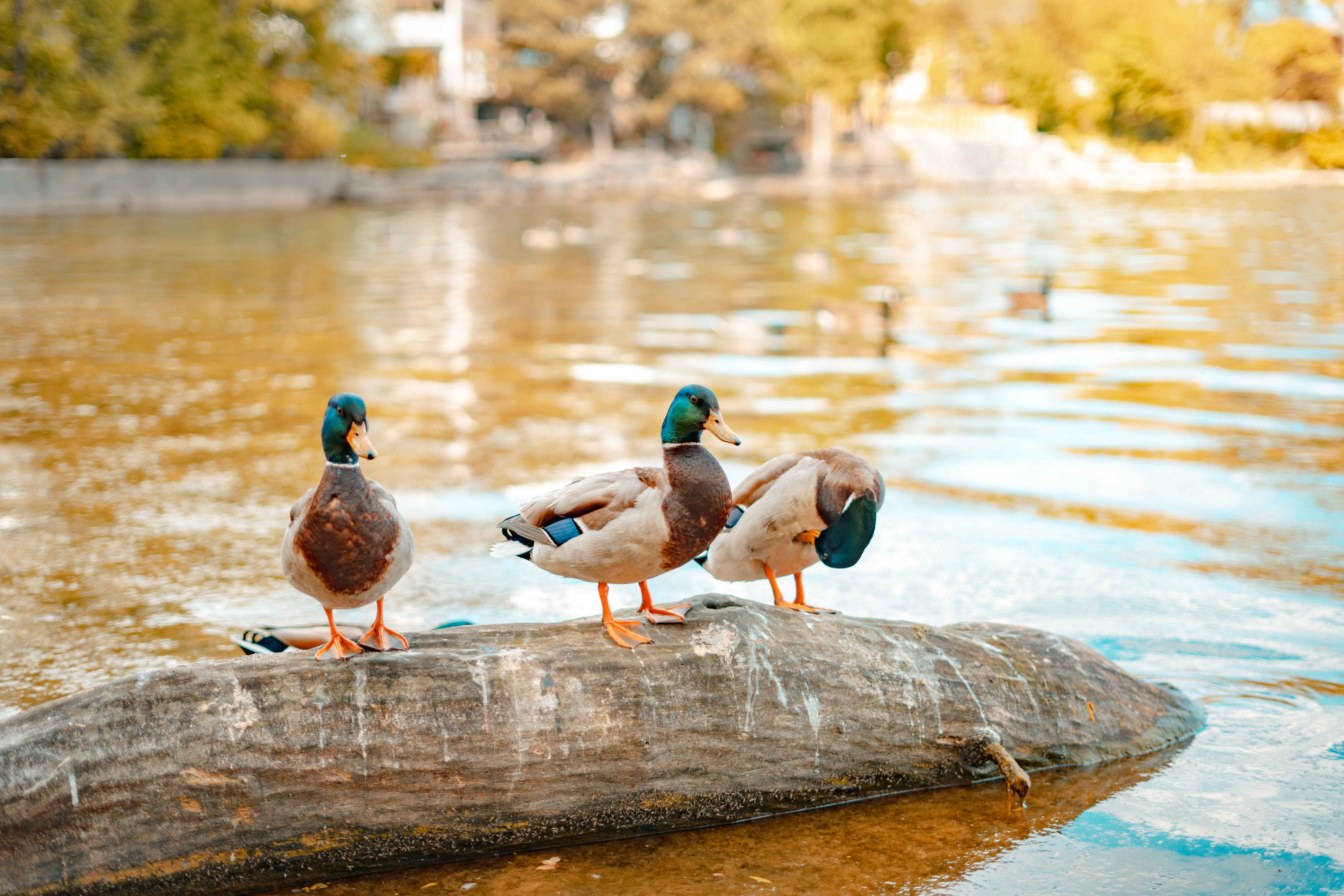 Three ducks standing on a log in the water · Free Stock Photo