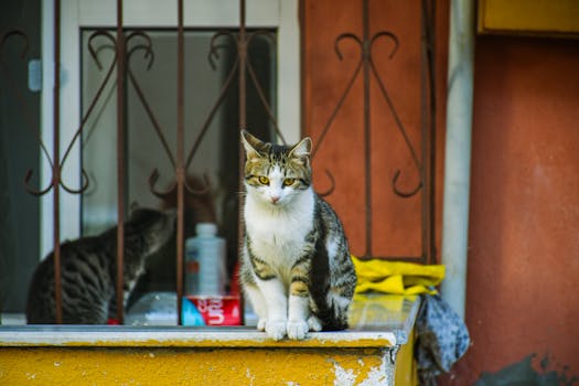 A curious stray cat perched by a window in İzmit, Türkiye, blending urban life and nature.