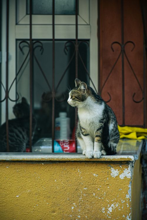 Free A cat sitting on a window ledge in an urban setting in İzmit, Türkiye. Stock Photo