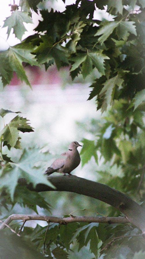 Foto stok gratis berbayang, burung, burung dara