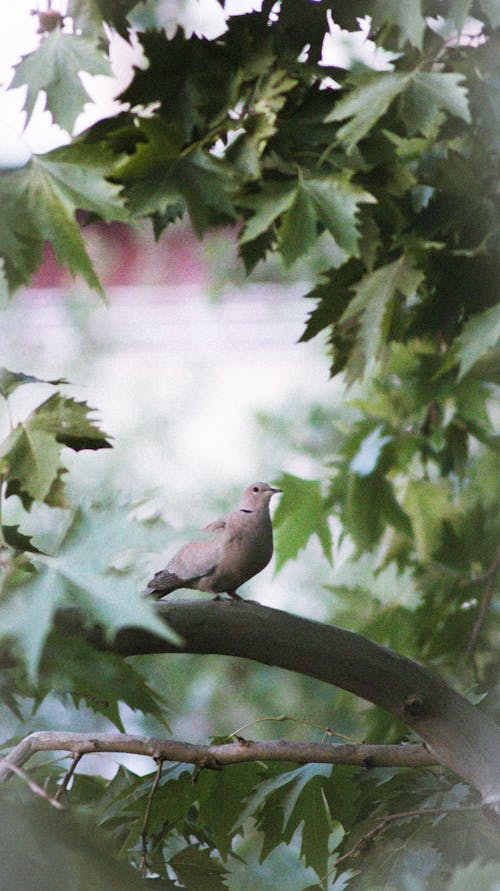 Foto stok gratis berbayang, burung, burung dara