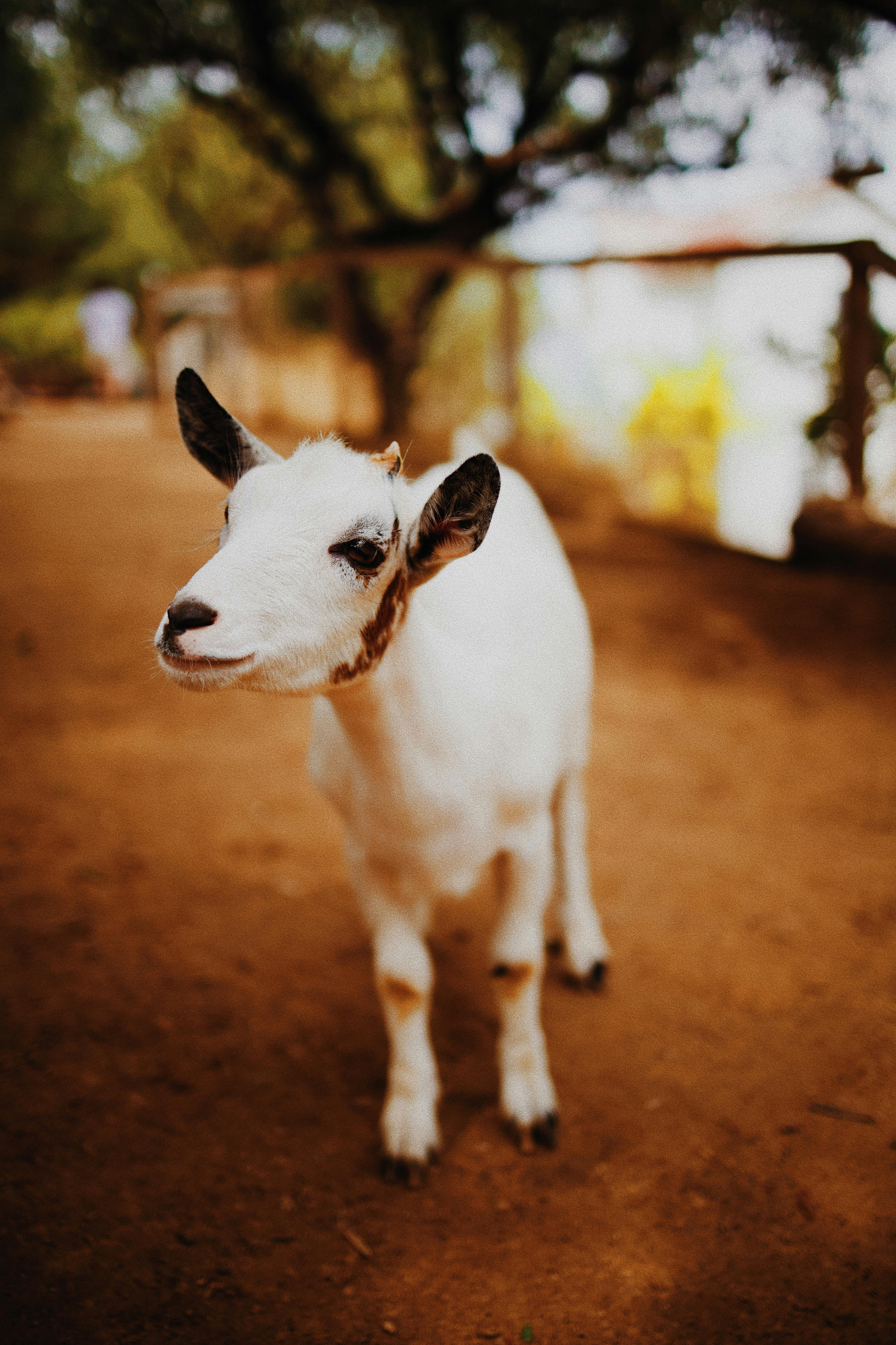 white goat on a farm