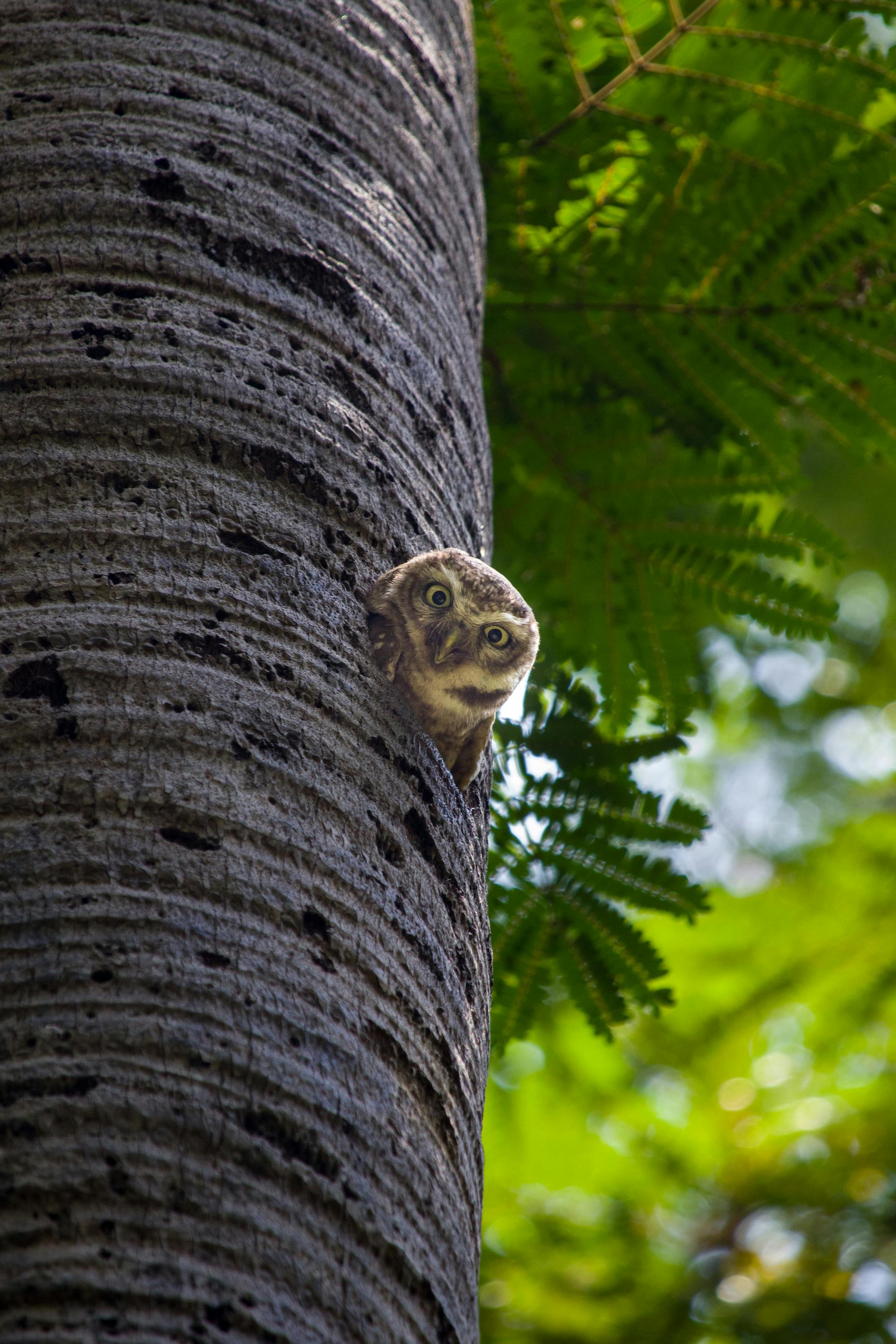 owl on tree in a forest