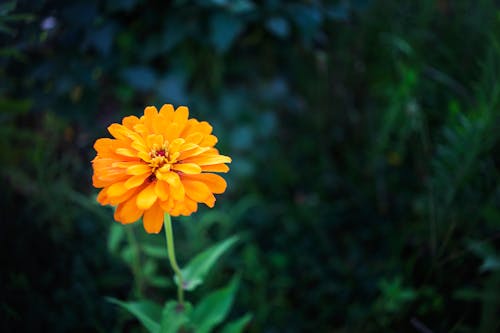 Free stock photo of beauty, bright, flower