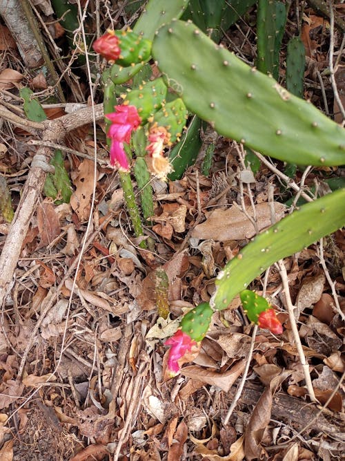 Imagine de stoc gratuită din flawers, floră, flwers natura