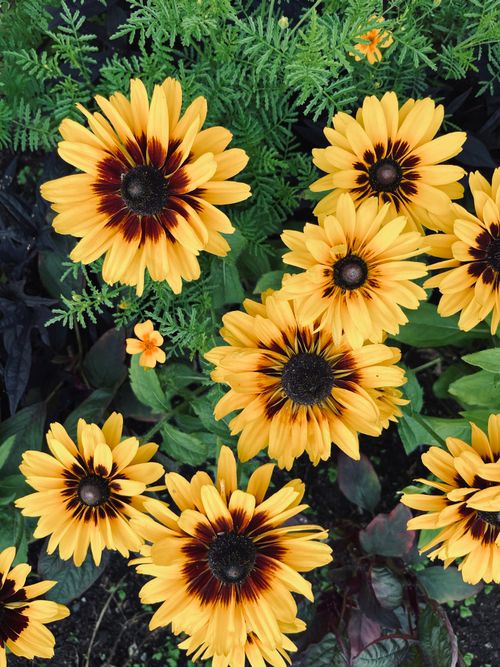 Free Lush display of Rudbeckia flowers with vibrant yellow petals in a natural setting. Stock Photo