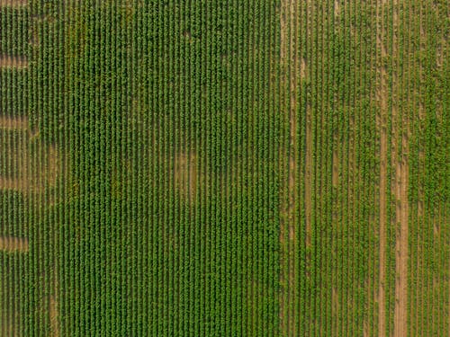 View From Above on the Fields