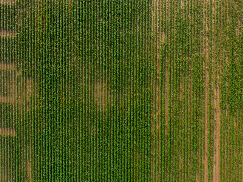 Reduce los costes de tus seguros agrarios en Canarias