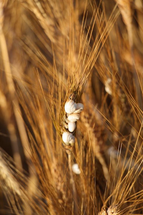 A close up of a wheat field with white flowers