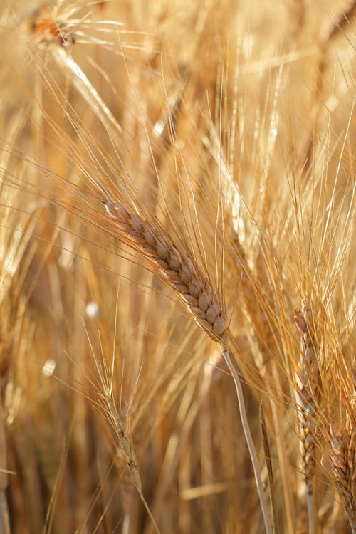 A close up of a wheat field with the sun shining