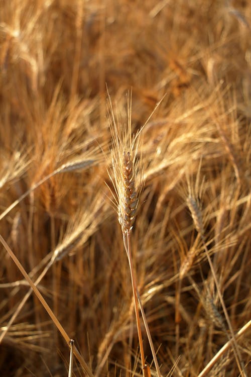 Foto stok gratis barley, emas, gandum hitam