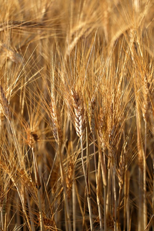 A close up of a wheat field with some brown leaves