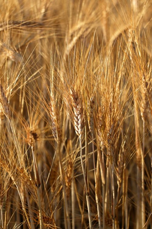 Free Close-up of ripe wheat ears in a sunny rural field, showcasing harvest time. Stock Photo