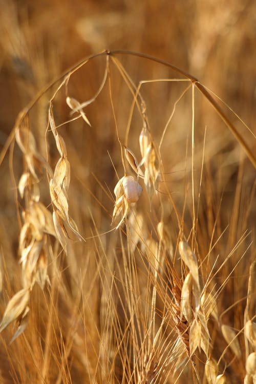 A close up of a wheat plant with a white egg