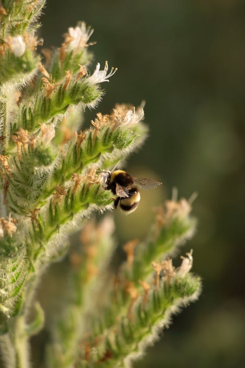 A bee is sitting on top of a plant