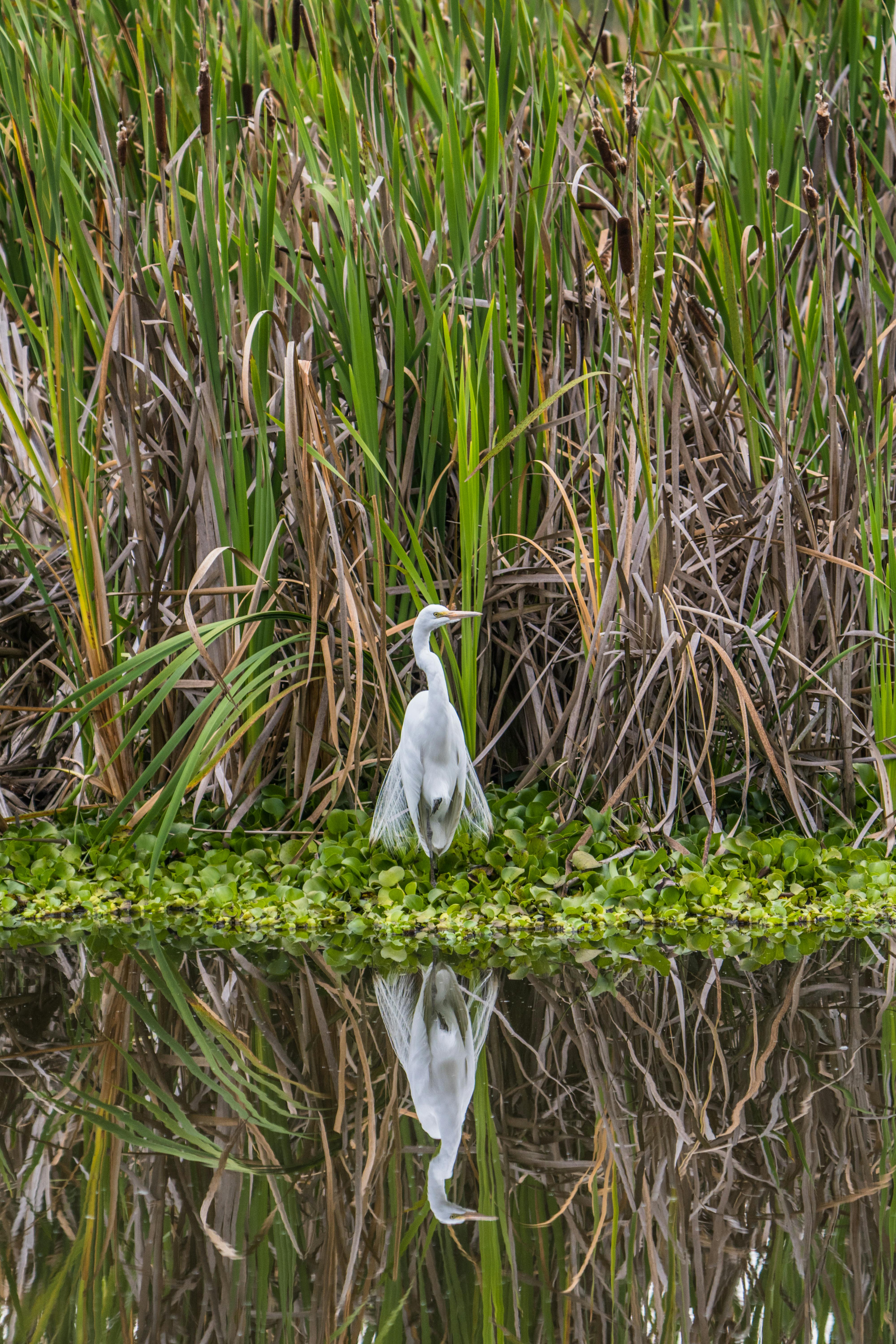bezplatná Základová fotografie zdarma na téma ardea alba modesta, bažina, biodiverzity Základová fotografie