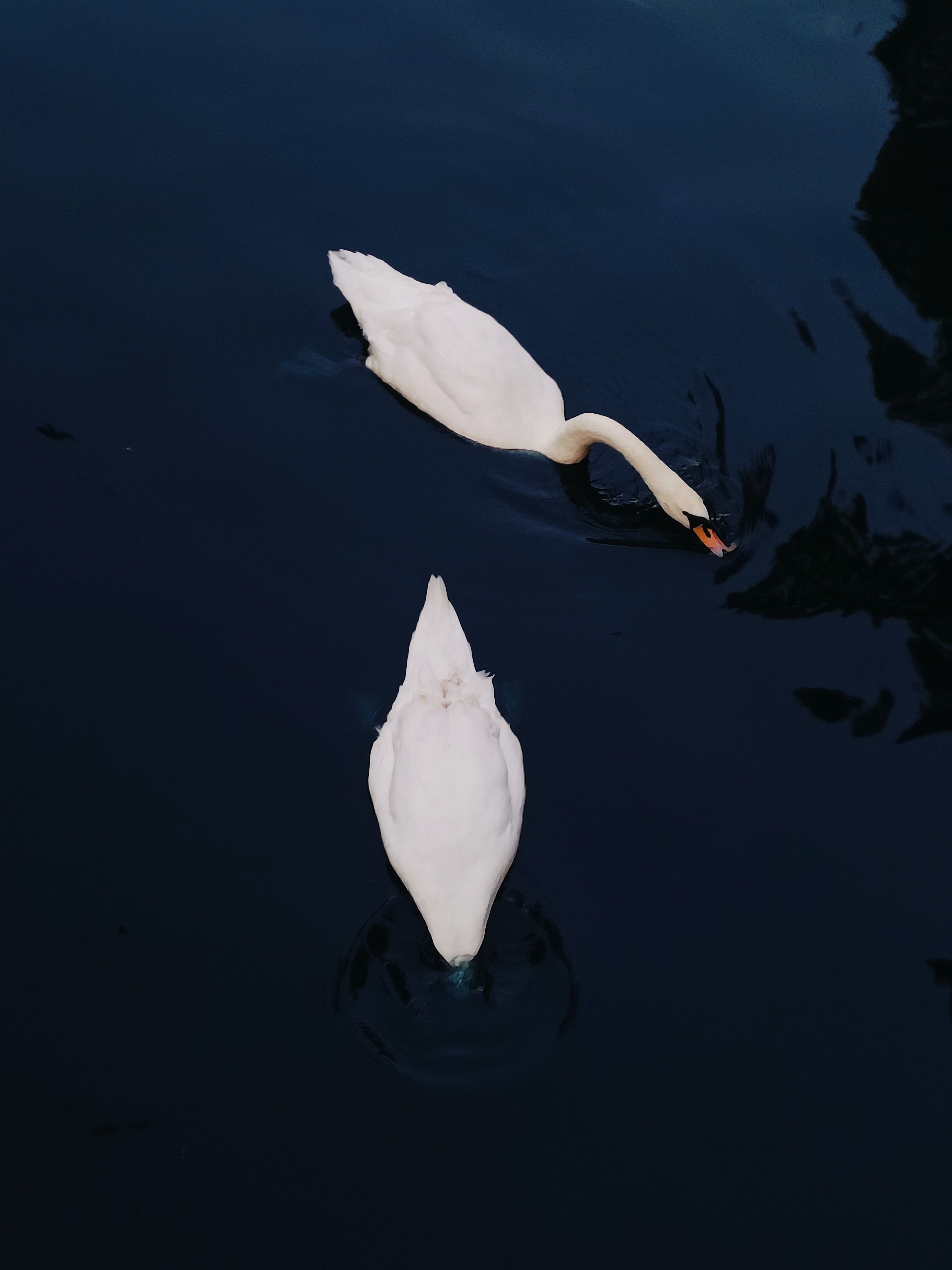 Two graceful swans gliding on a serene lake in England, capturing the essence of wildlife and nature.