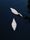 swan