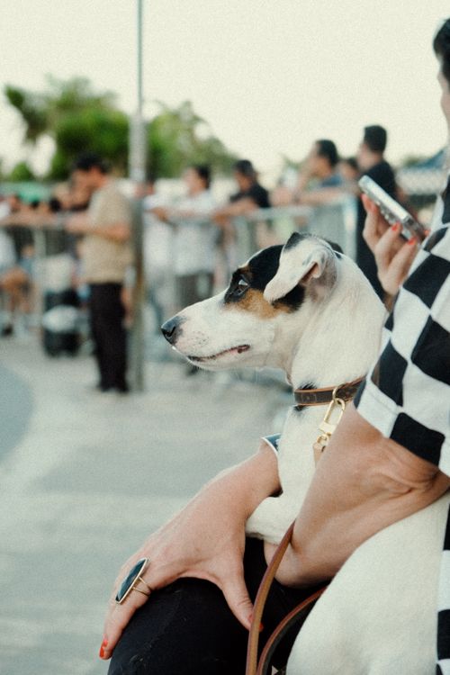 Free dog Stock Photo