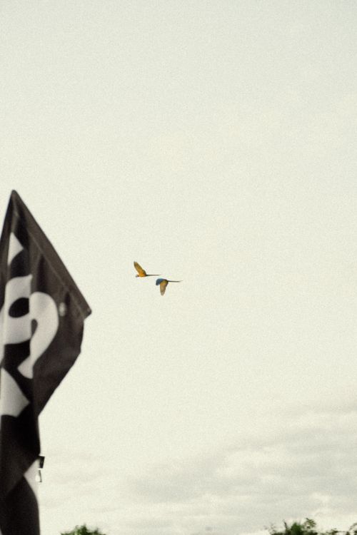 Free arara Stock Photo