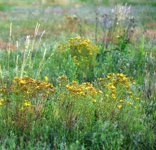 Darmowe zdjęcie z galerii z bukiet, dzikiekwiaty, flora