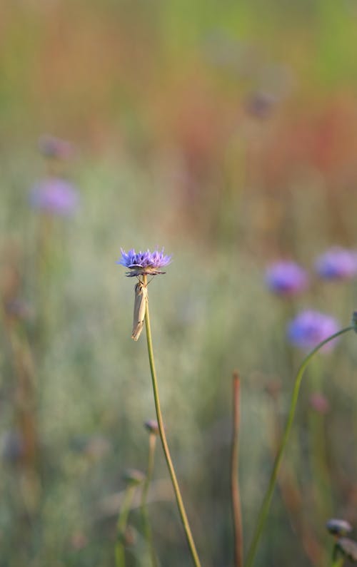 Darmowe zdjęcie z galerii z bukiet, dzikiekwiaty, flora