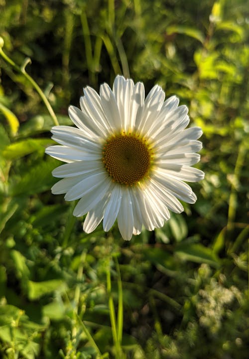 Immagine gratuita di asteracee, bellis perennis, bellissimo