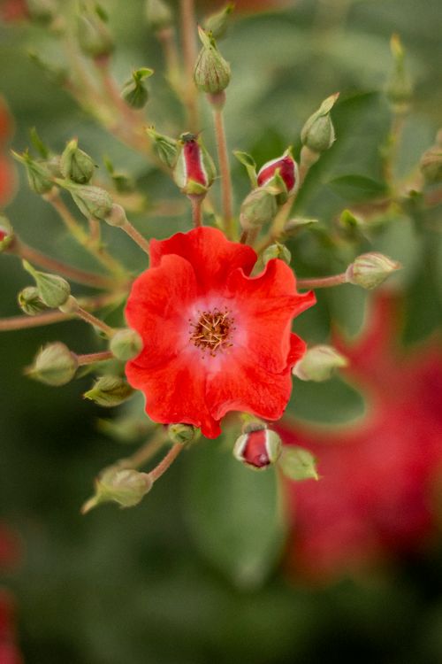 Free Close-up of a vibrant scarlet geum flower with selective focus, showcasing natural beauty. Stock Photo