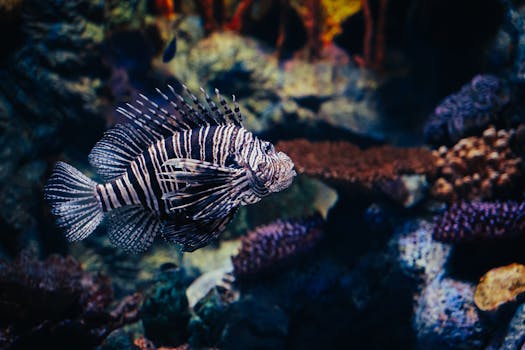 Close-up of a red lionfish swimming in a colorful coral reef.