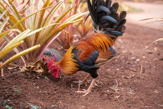 A rooster is walking on the ground near some plants