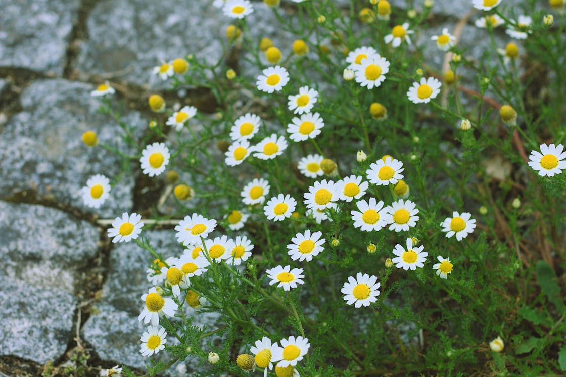 Gratis stockfoto met blauwdruk, bloei, bloeien