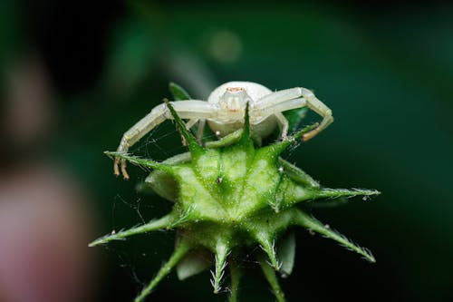Foto profissional grátis de amante da natureza, aranha, beautiful nature