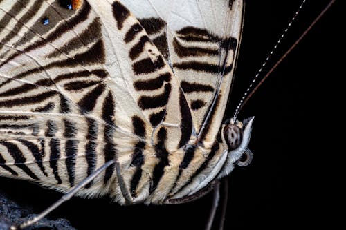 Foto profissional grátis de amante da natureza, animais selvagens, animal