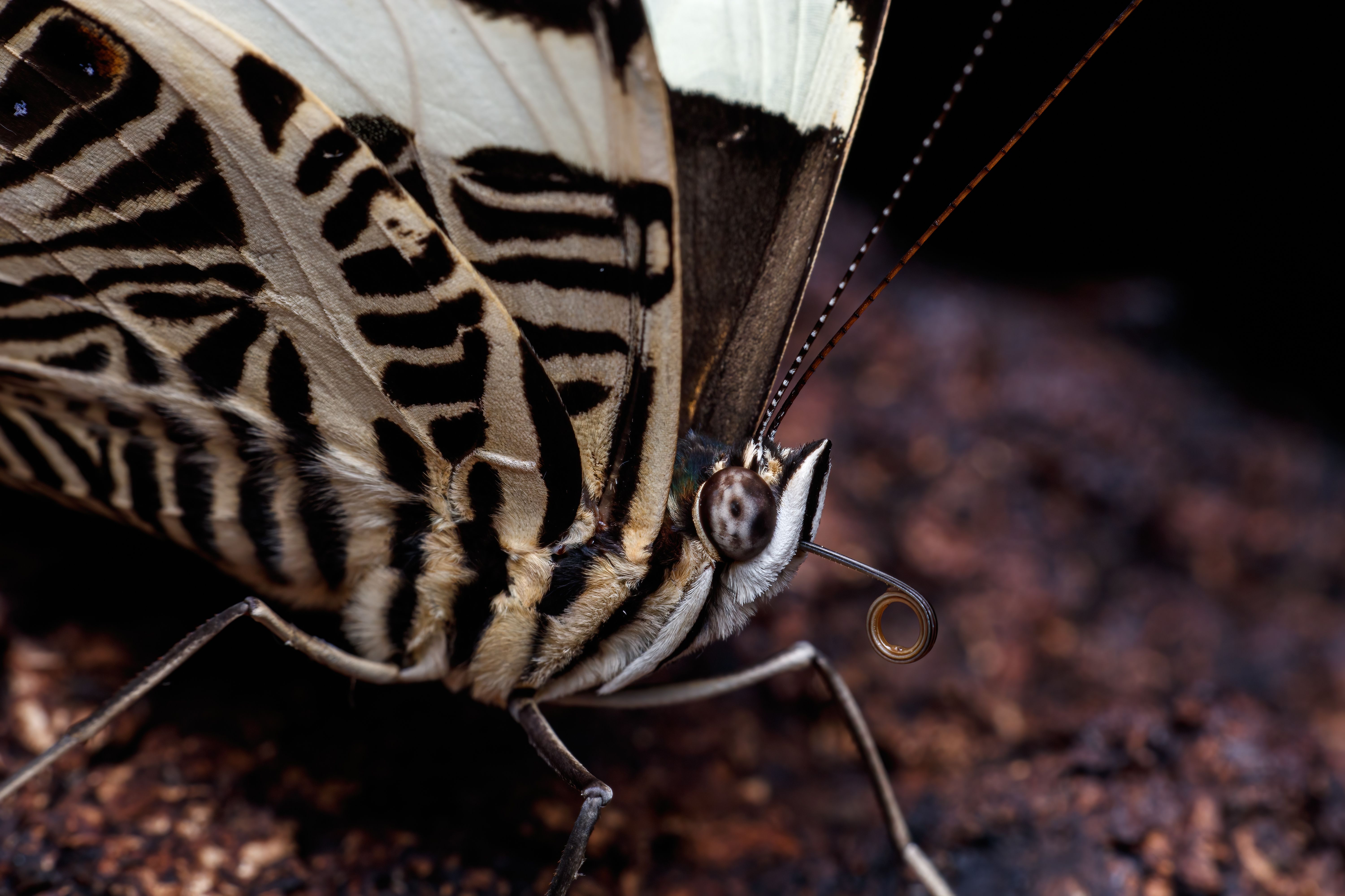 Che specie è questa: farfalla zebra