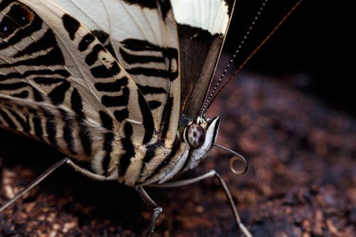 Foto profissional grátis de amante da natureza, animais selvagens, animal