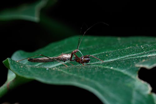 Foto profissional grátis de amante da natureza, beautiful nature, erro