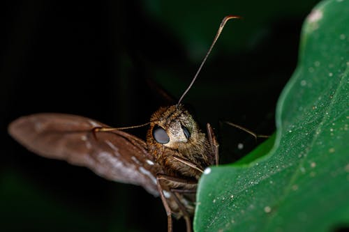 Foto profissional grátis de amante da natureza, animais selvagens, animal