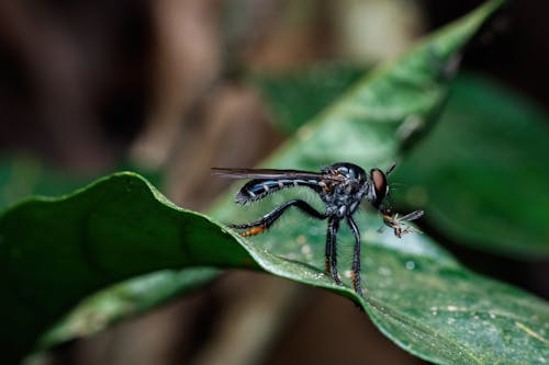 Foto profissional grátis de amante da natureza, animais selvagens, animal