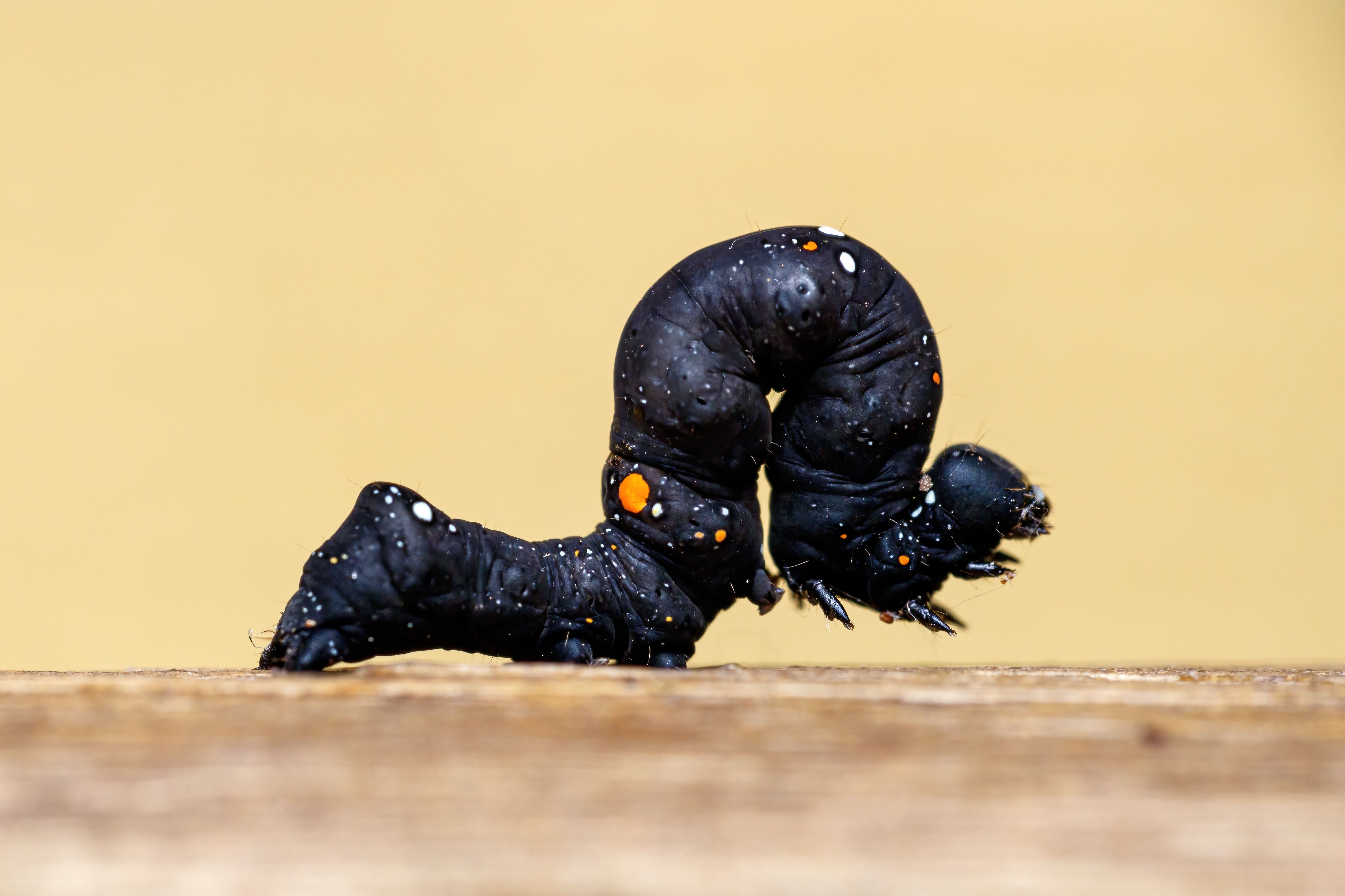 Unique Larva Photos, Download The BEST Free Unique Larva Stock Photos ...