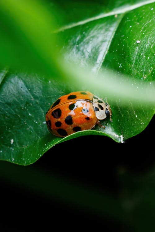 Foto profissional grátis de amante da natureza, ao ar livre, aumento