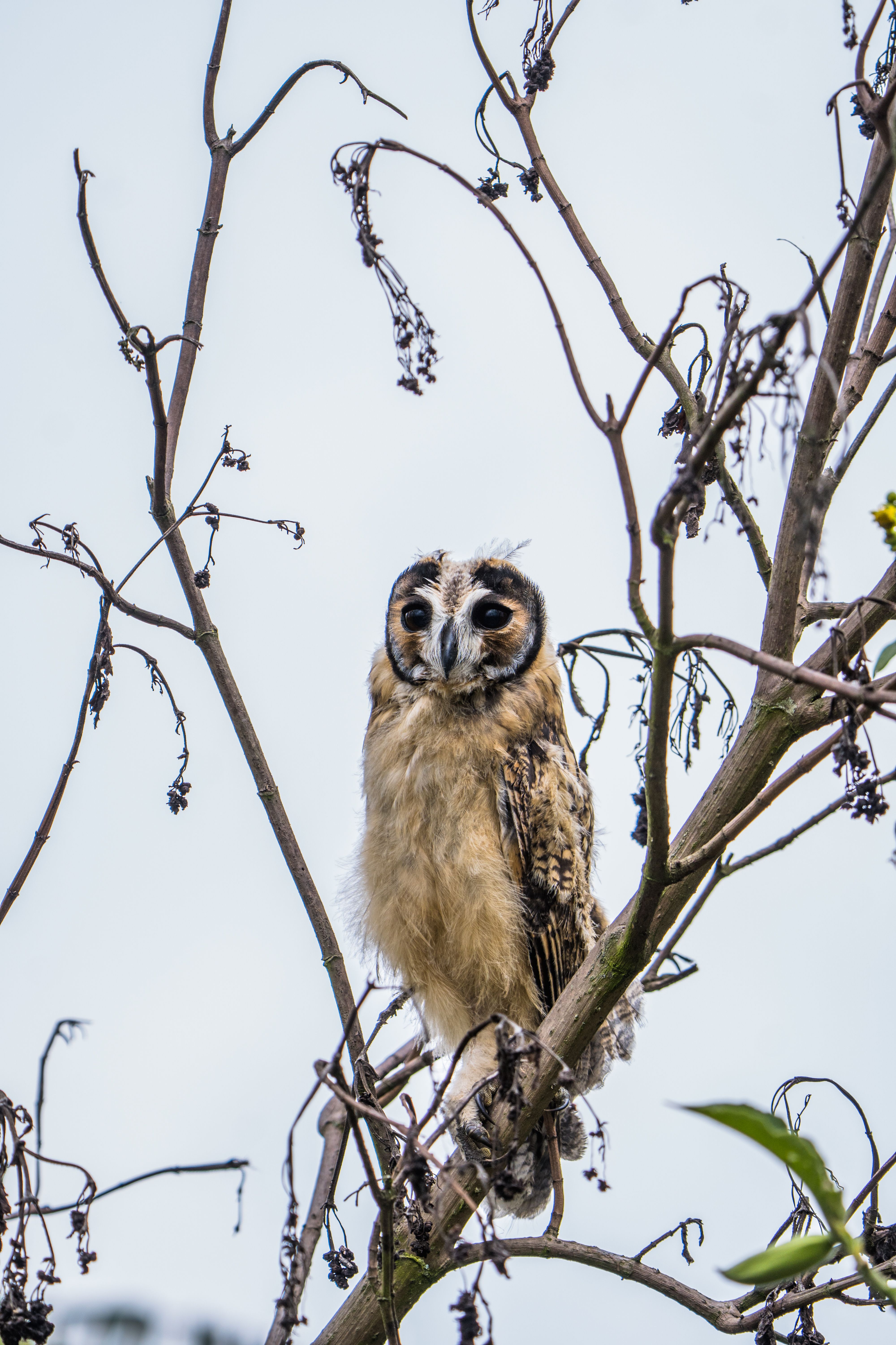 Striped Owl in the Wild · Free Stock Photo