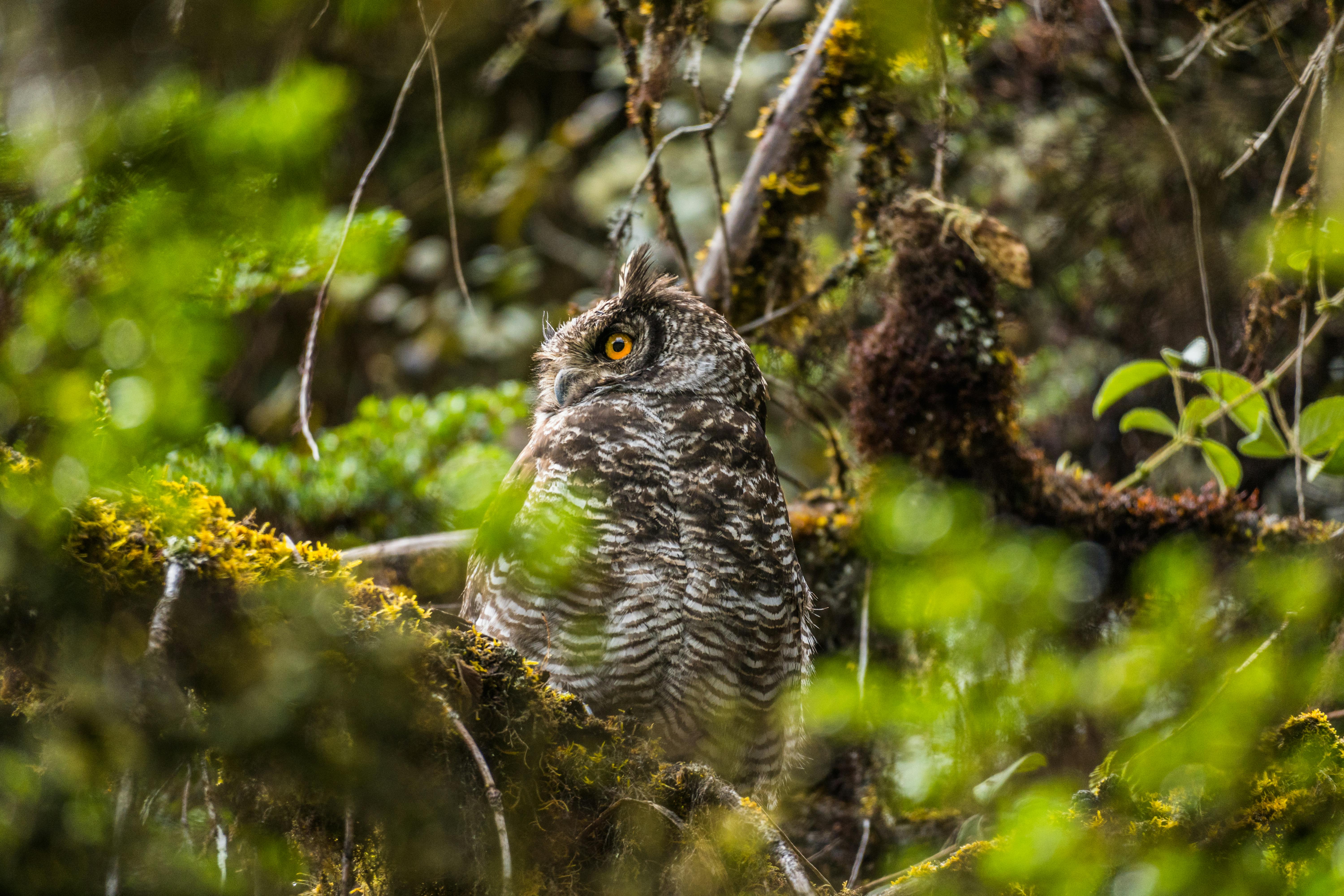 Close-up of a spotted owl in lush Guasca forest, Cundinamarca, Colombia, showcasing wildlife.