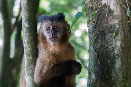 Foto profissional grátis de amante da natureza, animais selvagens, animal