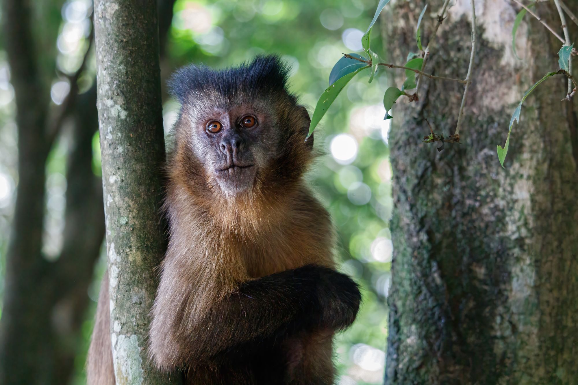 Mono capuchino de pelaje pardo posado sobre una rama en un bosque tropical