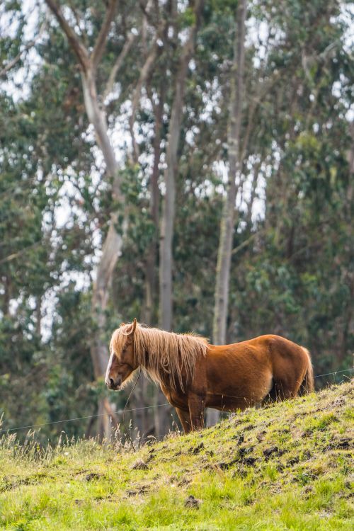Free Side profile of a chestnut horse grazing on a hillside in Guasca, Colombia forest. Stock Photo