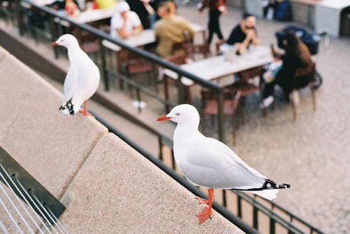 Gratis stockfoto met 35 mm film, 50 milimeter, Australië