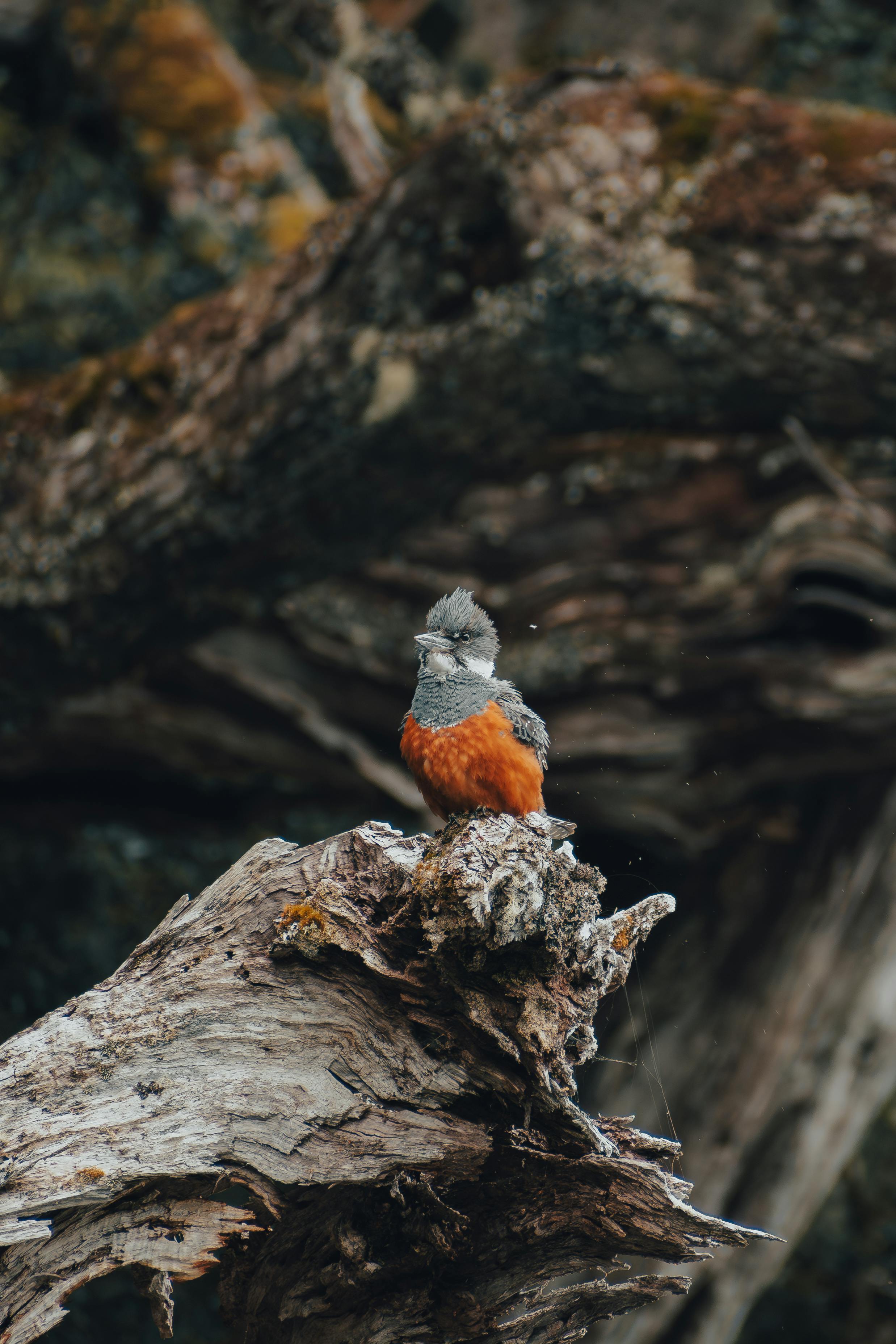 A ringed kingfisher perches on driftwood in a natural forest setting, showcasing wildlife beauty.